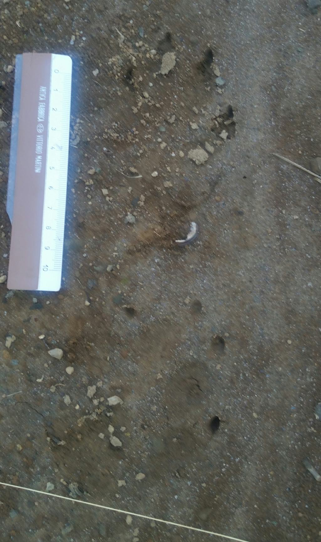 Impronte di istrice?